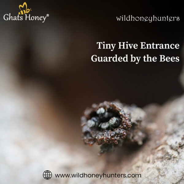 The Beauty of Stingless Bees Honey – Mother of Medicine