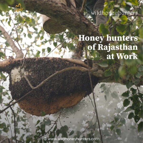 Sidr Honey: The Golden Key to Unlocking Long-Term Wellness