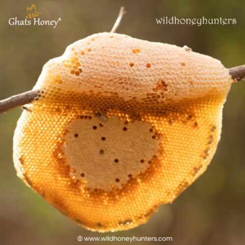 Kombu Honey: The Rare Wild Honey with Extraordinary Benefits